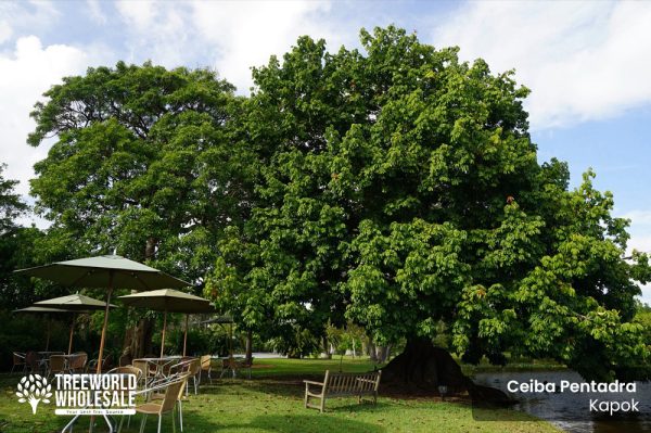 Ceiba Pentandra - Kapok - Specimen