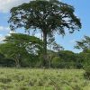 Ceiba Pentandra - Kapok - Specimen