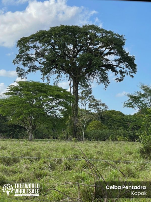 Ceiba Pentandra - Kapok - Specimen