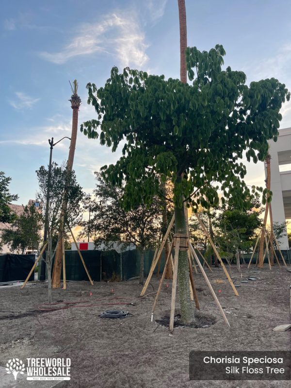 Chorisia Speciosa - Silk Floss Tree - Planted_