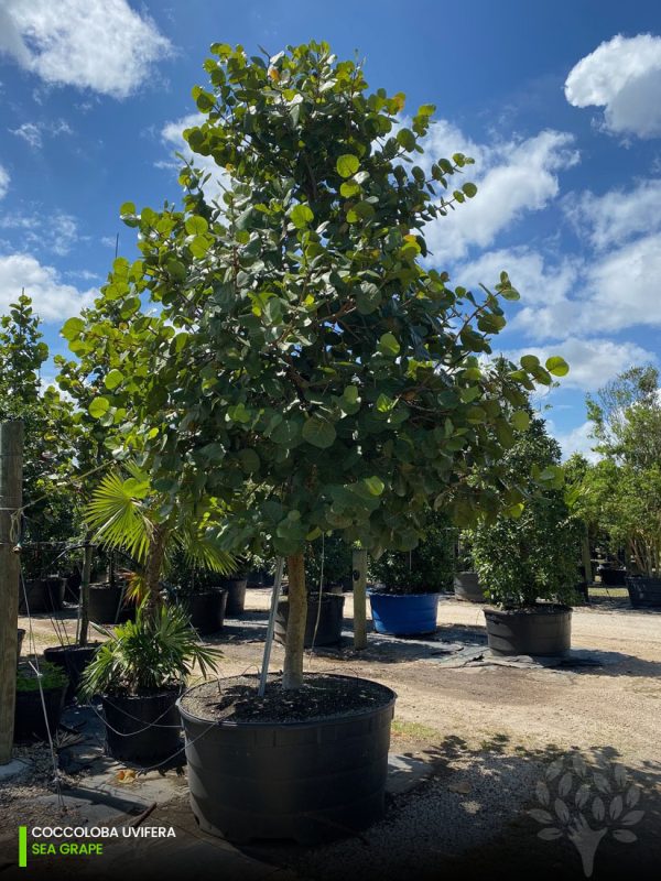 300 Gal - Coccoloba Uvifera - Sea Grape