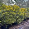 Codiaeum Variegatum - Croton Pictum - 25gal
