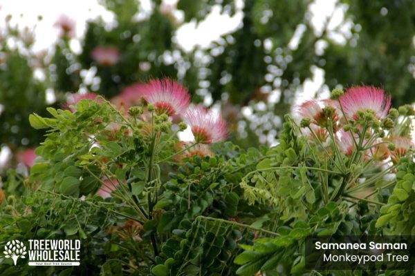 Samanea Saman Rain Tree, Monkey Pod Tree - Flower