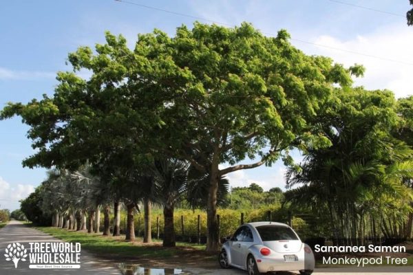 Samanea Saman Rain Tree, Monkey Pod Tree