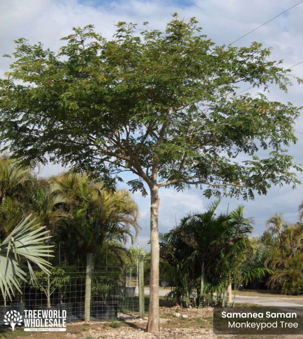 Samanea Saman Rain Tree, Monkey Pod Tree