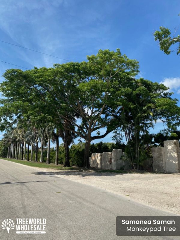 Samanea Saman Rain Tree, Monkey Pod Tree - Specimen