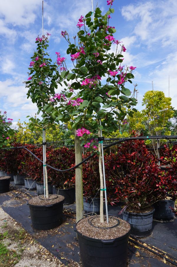 Bauhinia x Blakeana (Hong Kong Orchid)