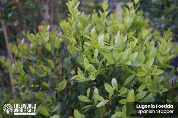 Eugenia Foetida - Spanish Stopper - Leaf