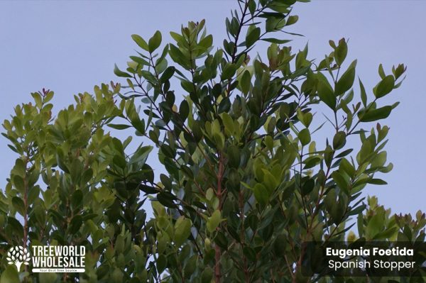 Eugenia Foetida - Spanish Stopper - Leaf