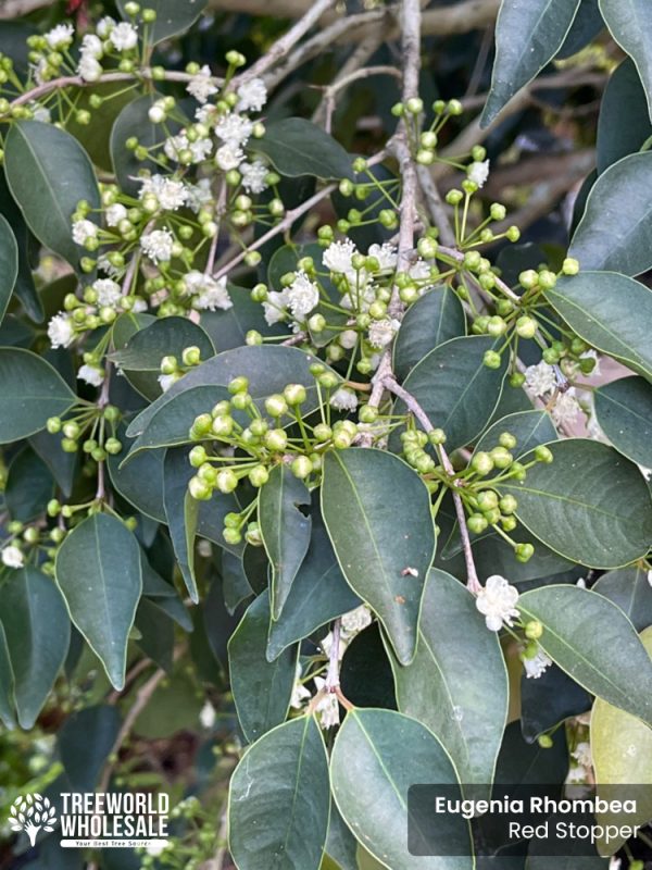 Eugenia Rhombea - Red Stopper - Leaf - Flower