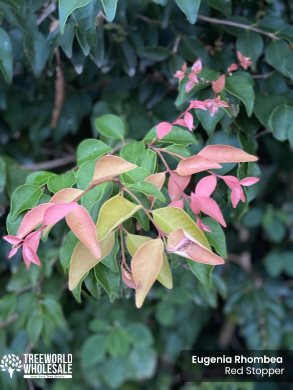 Eugenia Rhombea - Red Stopper - Leaf