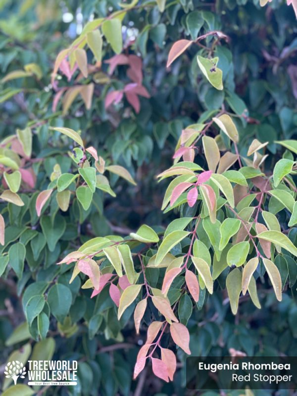 Eugenia Rhombea - Red Stopper - Leaf