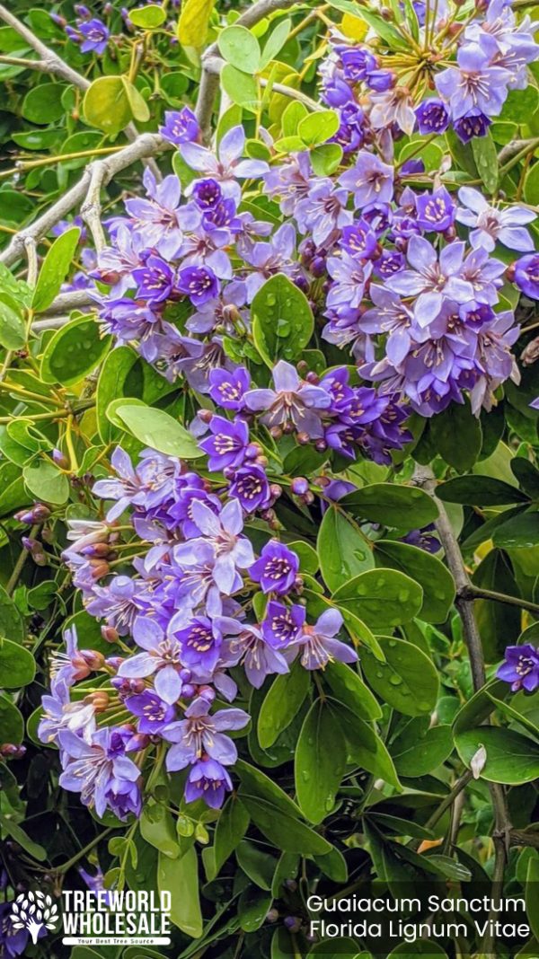 Guaiacum Sanctum Florida -Lignum Vitae - Flower