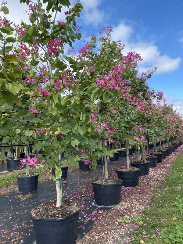 Bauhinia x Blakeana (Hong Kong Orchid)