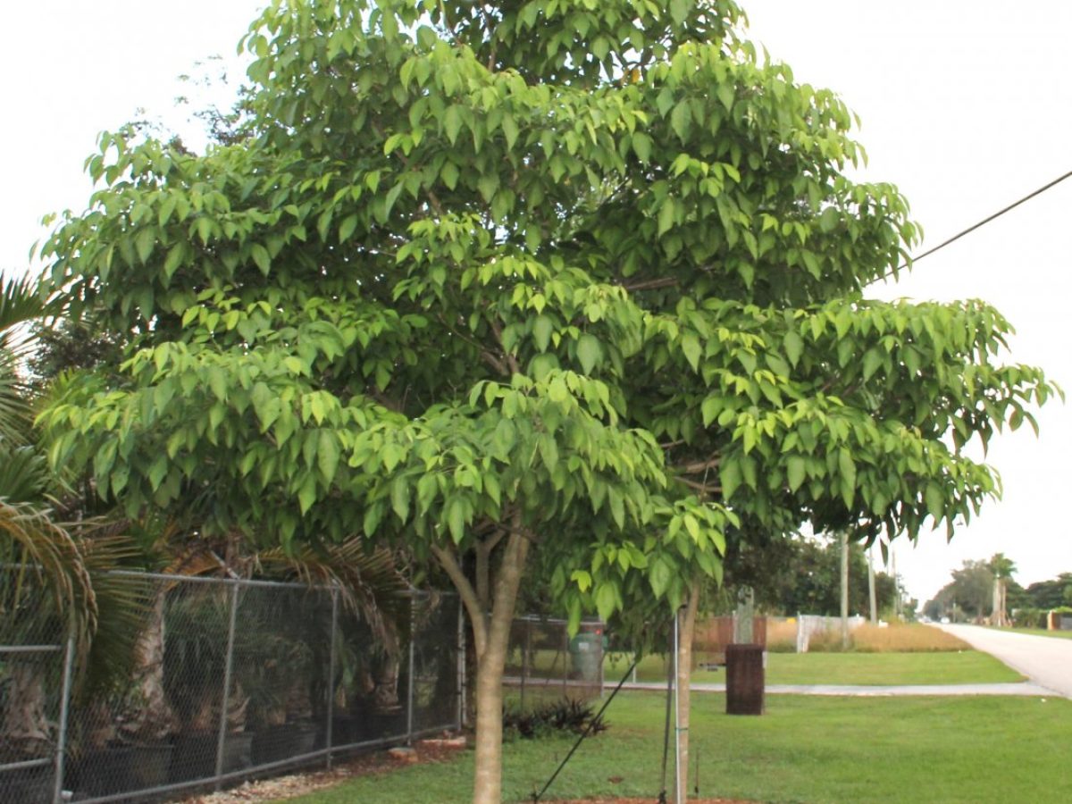 Amyris Elemifera. Torchwood Tree for Sale in Florida | Treeworld