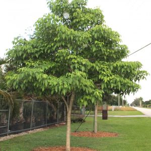 Amyris elemifera known as Torchwood or Sea Torchwood and at TreeWorld Wholesale