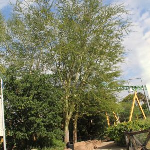 Specimen Acacia Xanthophloea known as Fever Tree at TreeWorld Wholesa