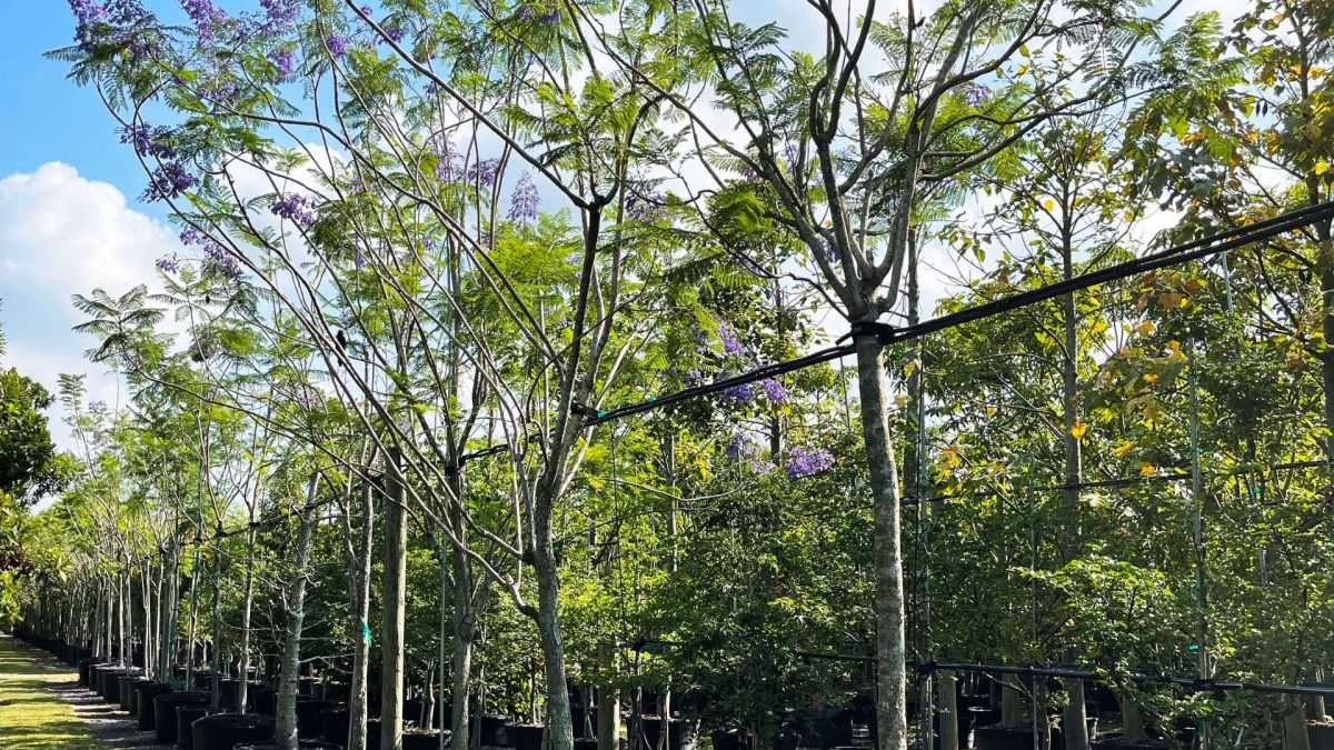 Jacaranda Mimosifolia - Blue Jacaranda Tree for Sale Florida