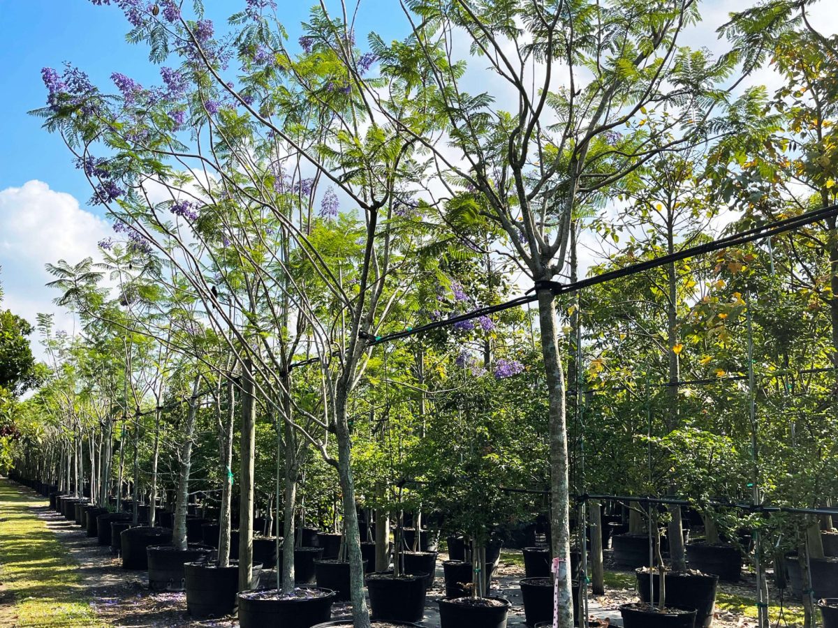 Jacaranda Mimosifolia - Blue Jacaranda Tree for Sale Florida