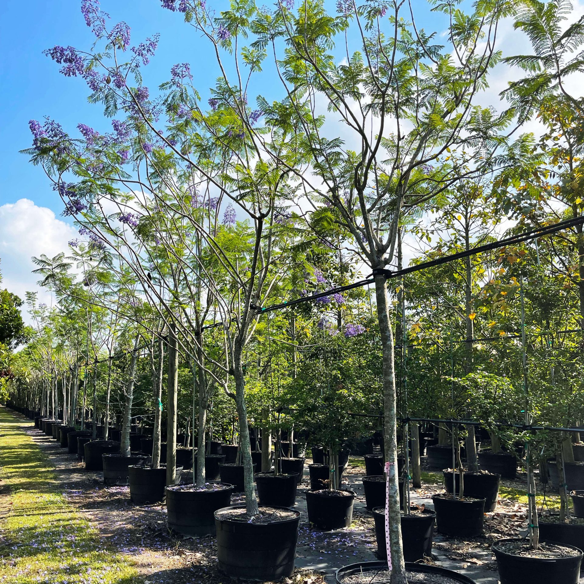 Jacaranda Mimosifolia - Blue Jacaranda Tree for Sale Florida
