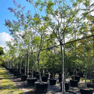 Jacaranda Mimosifolia (Blue Jacaranda)