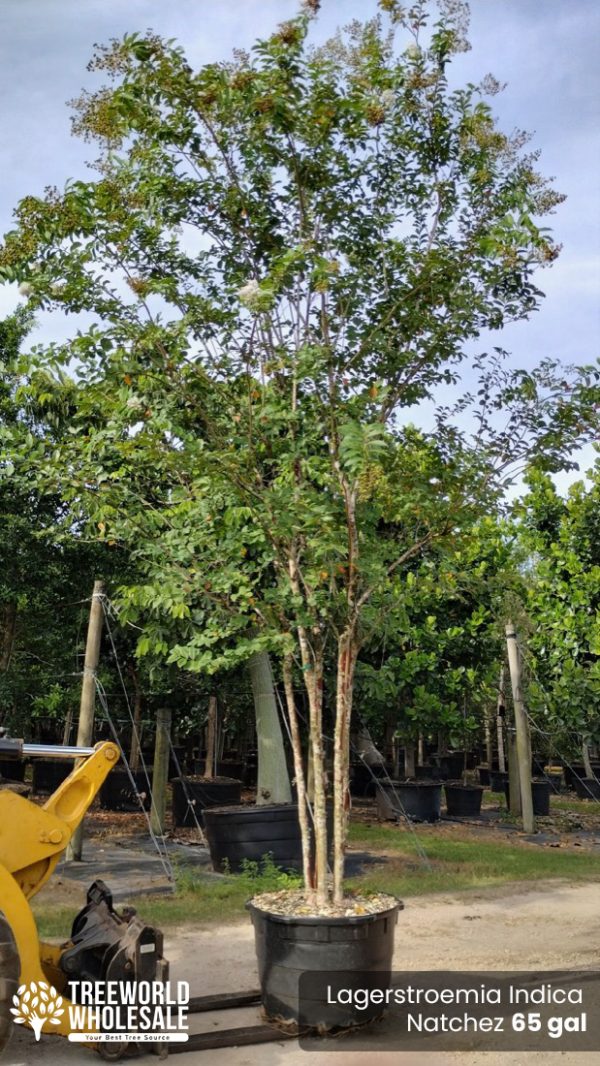 Lagerstroemia Indica - Natchez - 65 gal