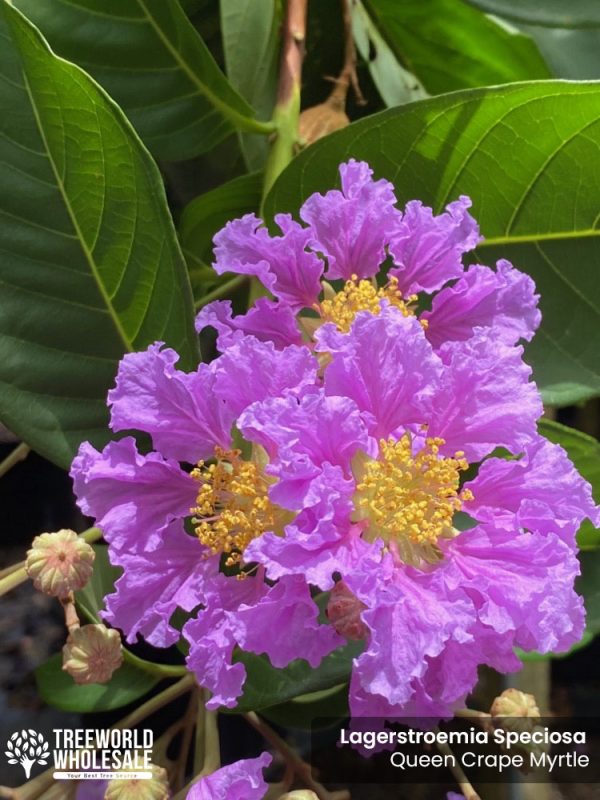 Lagerstroemia Speciosa - Queen Crape Myrtle - Flower