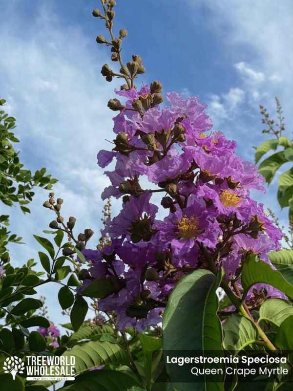 Lagerstroemia Speciosa - Queen Crape Myrtle - Flower