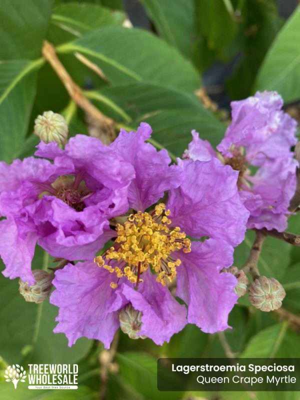 Lagerstroemia Speciosa - Queen Crape Myrtle - Flower