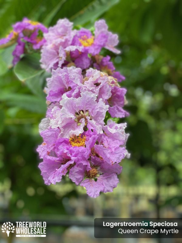 Lagerstroemia Speciosa - Queen Crape Myrtle - Flower