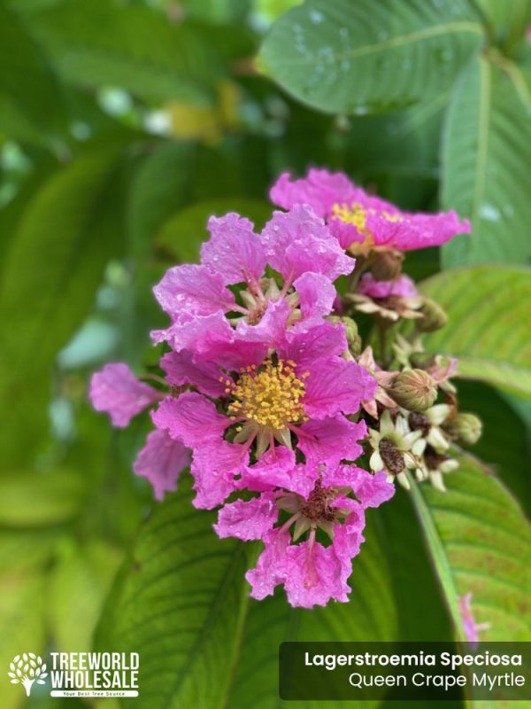 Lagerstroemia Speciosa - Queen Crape Myrtle - Flower