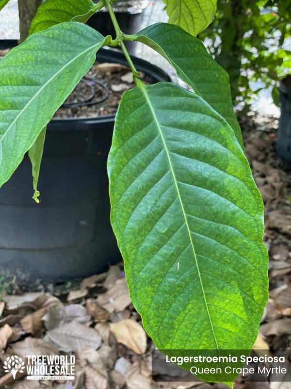 Lagerstroemia Speciosa - Queen Crape Myrtle - Leaf