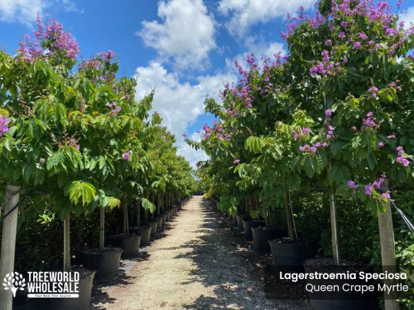 Lagerstroemia Speciosa - Queen Crape Myrtle - Row