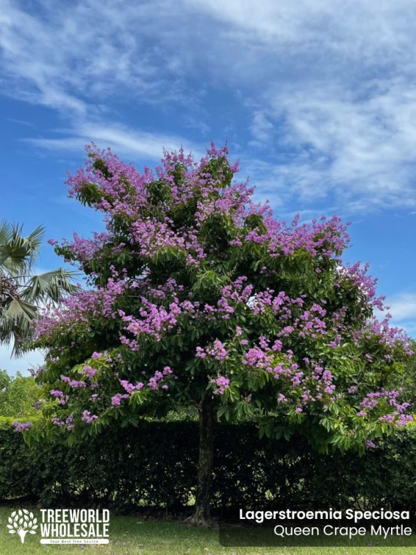 Lagerstroemia Speciosa - Queen Crape Myrtle