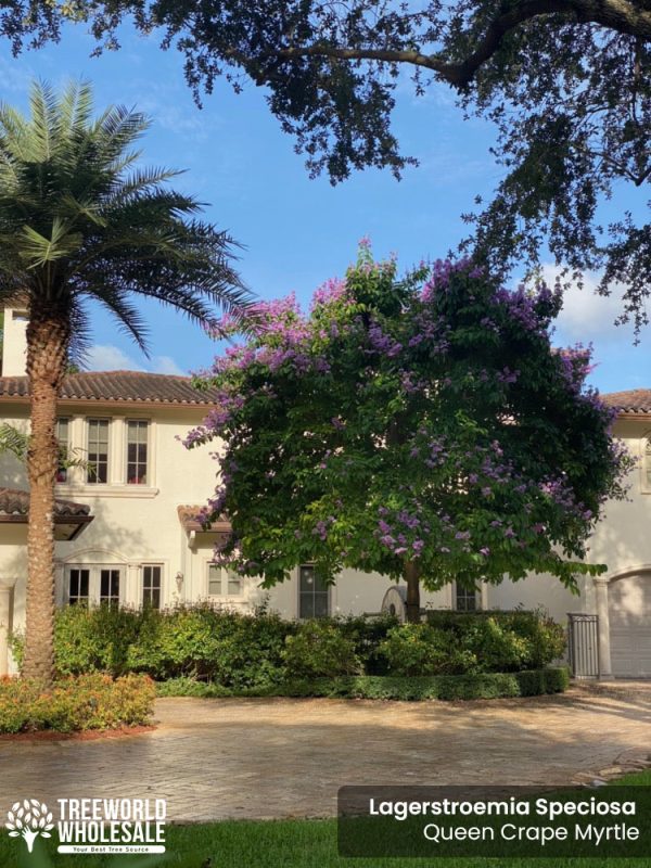 Lagerstroemia Speciosa - Queen Crape Myrtle