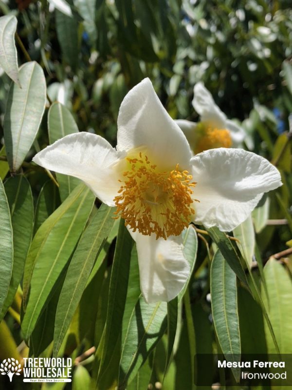 Mesua Ferrea - Ironwood - Flower