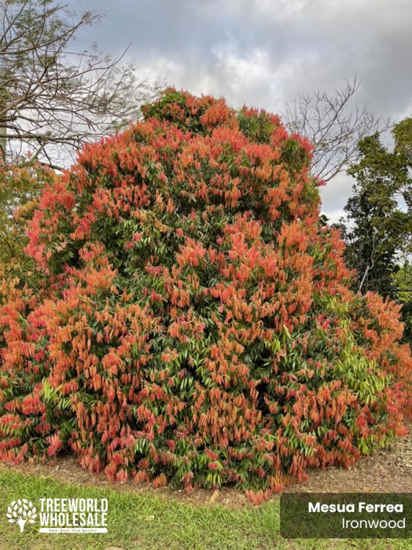 Mesua Ferrea - Ironwood - Planted