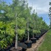 Pinus ellioti - Slash pine