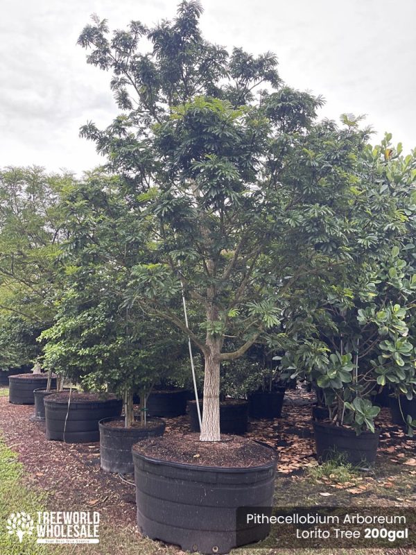 Pithecellobium Arboreum Lorito Tree 200gal