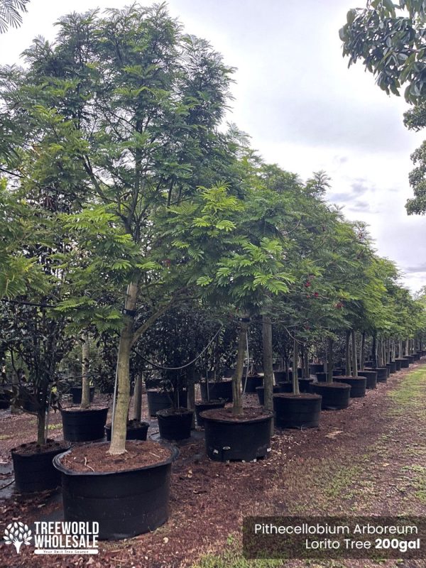 Pithecellobium Arboreum Lorito Tree 200gal