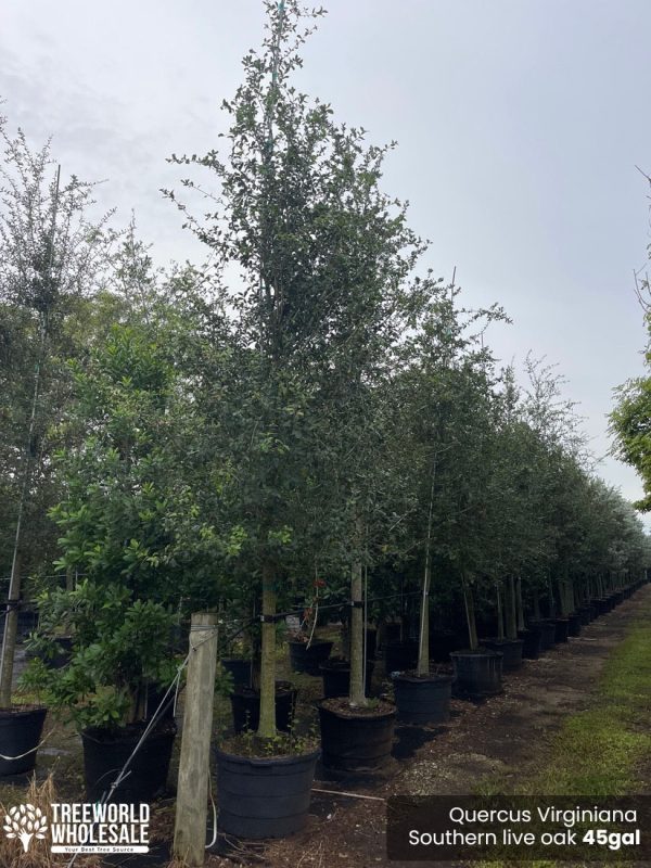 Quercus Virginiana - Southern live oak - 45gal