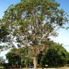 Eucalyptus Deglupta (Mindanao Gum)