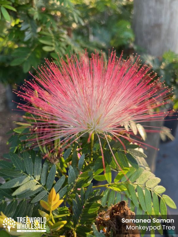 Samanea-Saman-Rain-Tree-Monkey-Pod-Tree-Flower