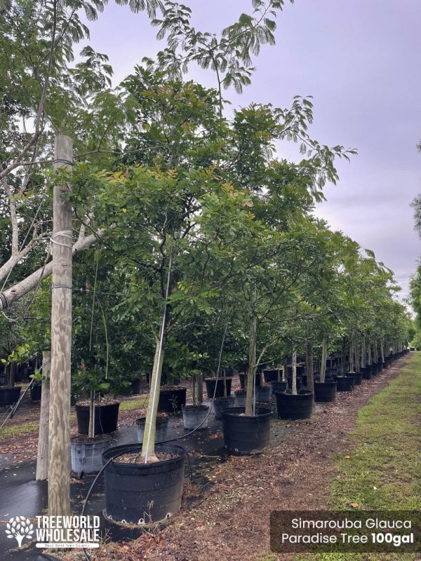 Simarouba Glauca Paradise Tree 100gal