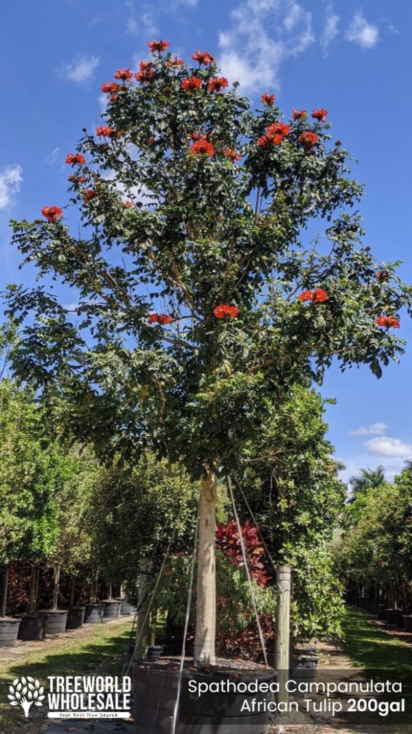 Spathodea Campanulata - African Tulip -200gal