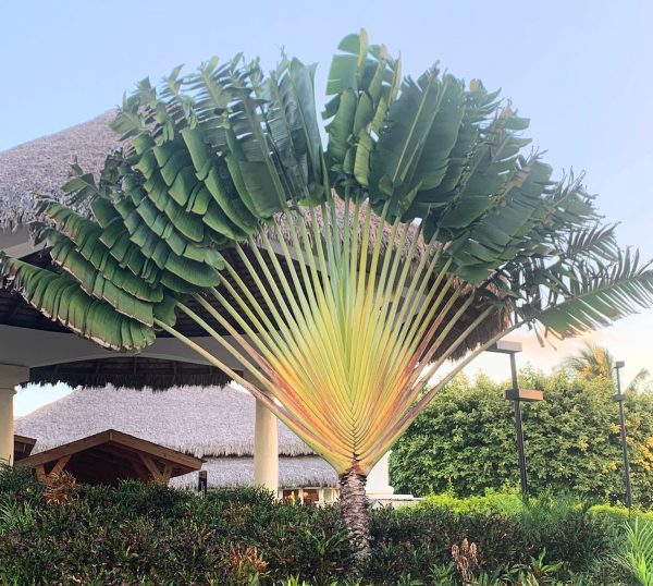 Traveler's Palm a.k.a Ravenala Madagascariensis, Lush Greenery and Tropical  Elegance - Article on Thursd