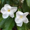 Stemmadenia Litoralis - Milkyway Lechoso - Flower