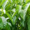 Stemmadenia-Litoralis---Milkyway-Lechoso---Leaves