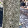 Stemmadenia Litoralis - Milkyway Lechoso - Trunk
