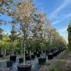 Tabebuia Bahamensis - White Tabebuia